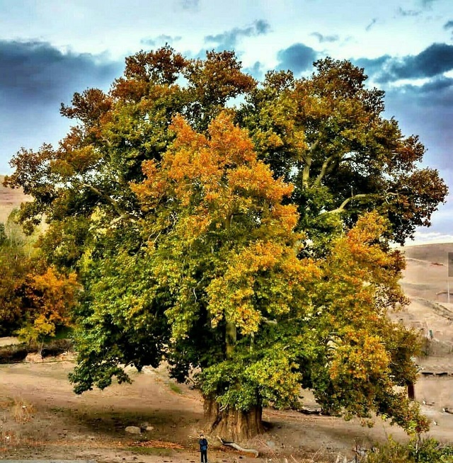 چنار