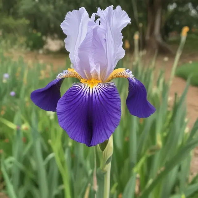 زنبق