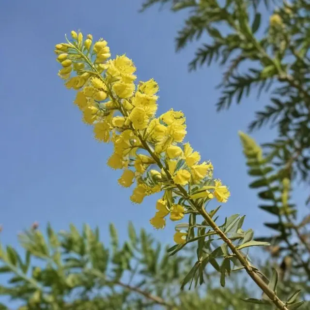 گل اقاقیا