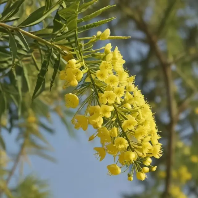 اقاقیا