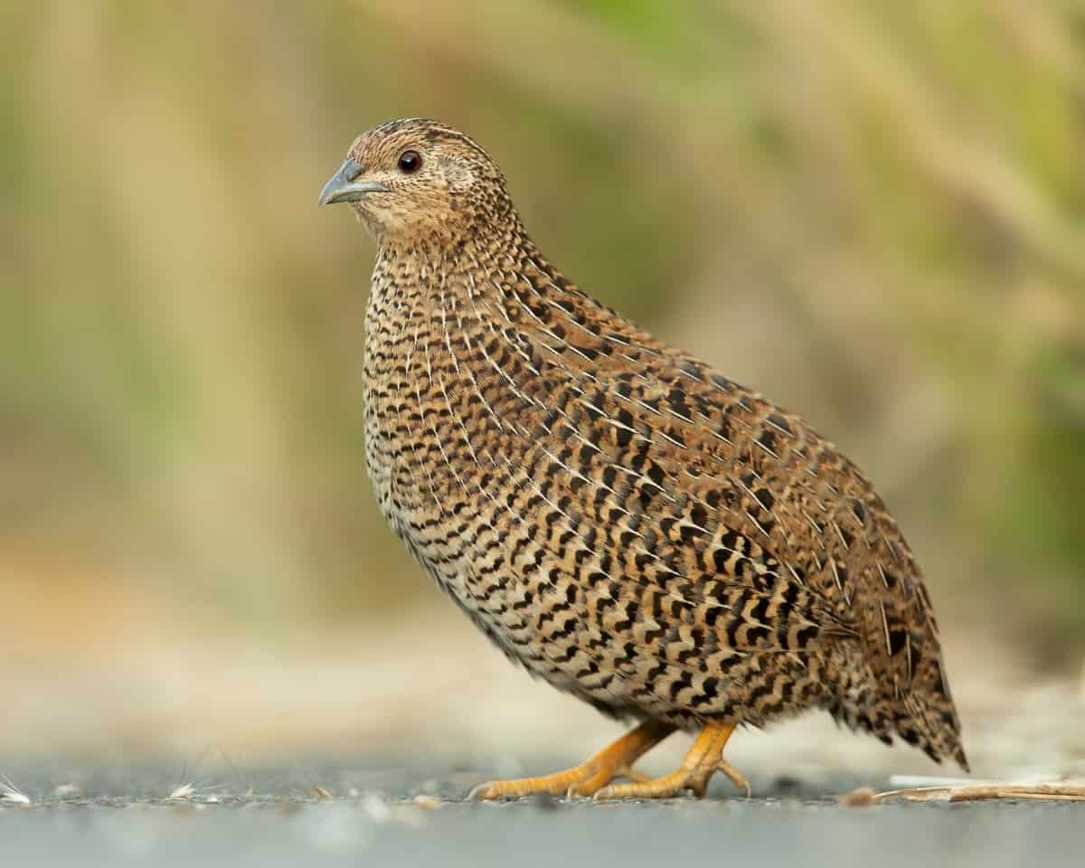 بلدرچین