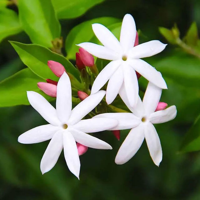 یاسمین
