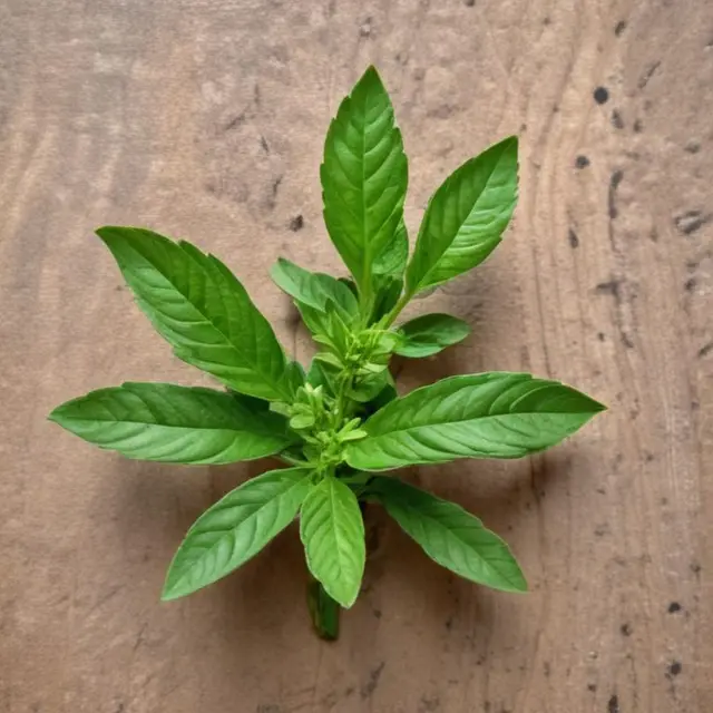 بادروک (ریحان کوهی)