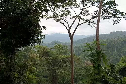 جنگل بارانی