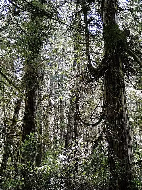 جنگل بارانی