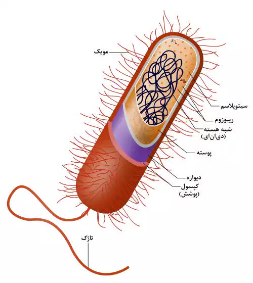 باکتری