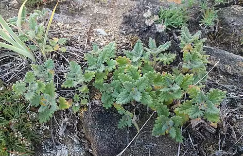 بادرنجبویه