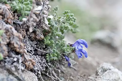 بادرنجبویه