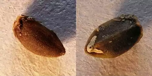 بادرنجبویه