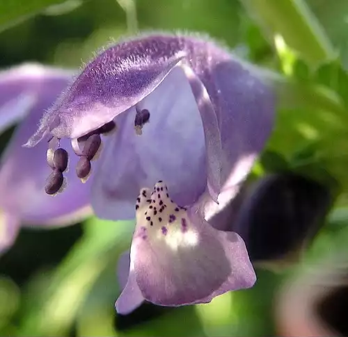 بادرنجبویه