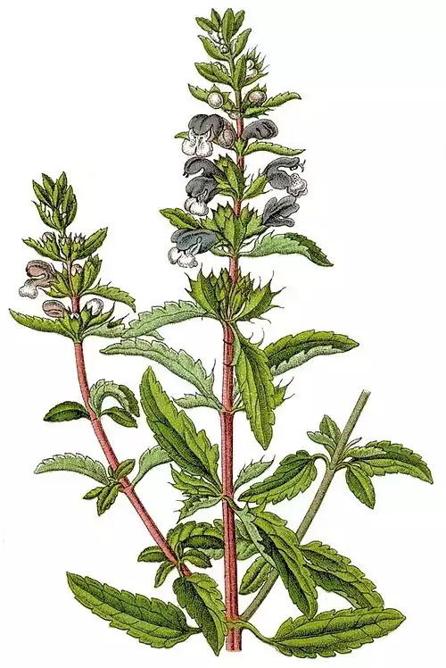 بادرنجبویه