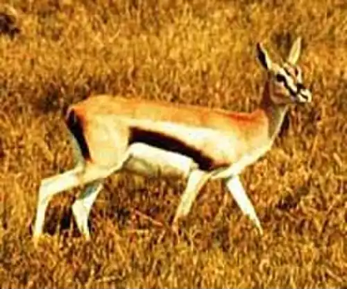 زیستشناسی