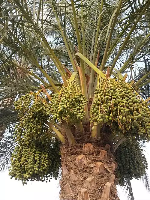 مخور