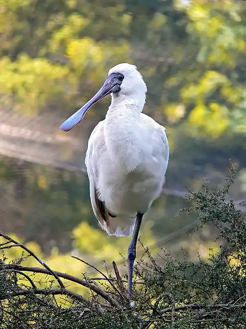 مرغمقدسیان
