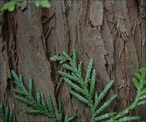 نوش