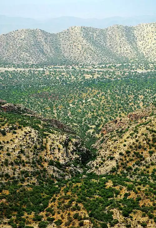 کازرون