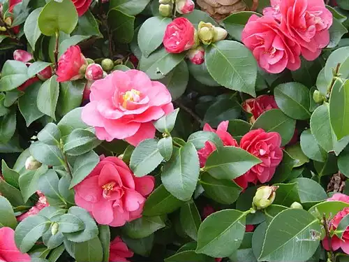 کاملیا