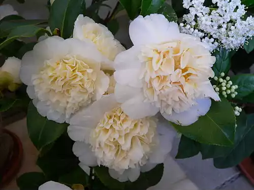 کاملیا