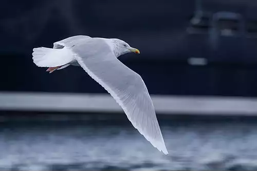 کبود