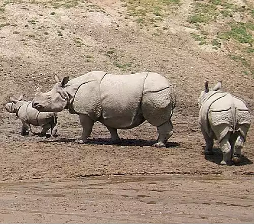 کرگدن
