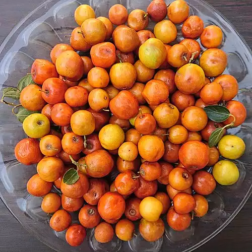 کنار