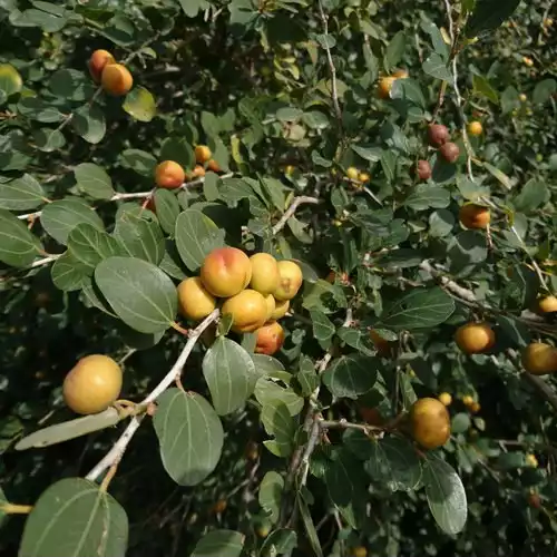کنار