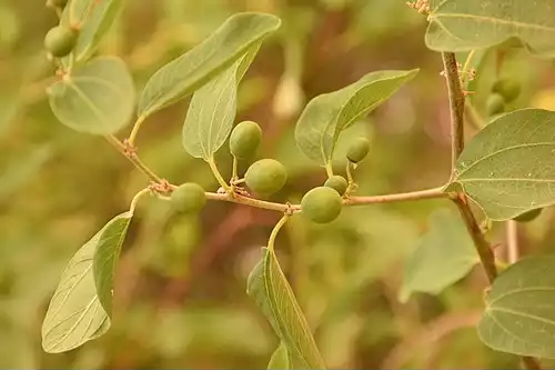 کنار