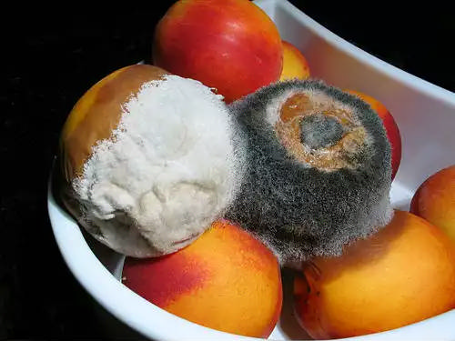 کپک