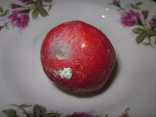 کپک