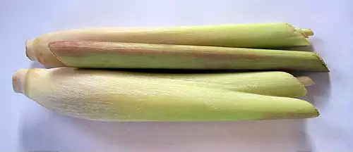 گیاه