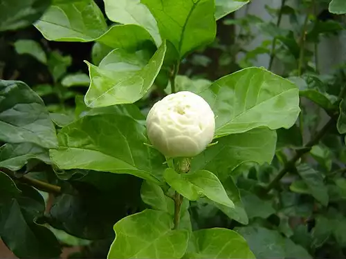 یأس