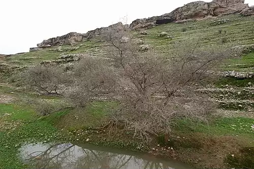 درختچه