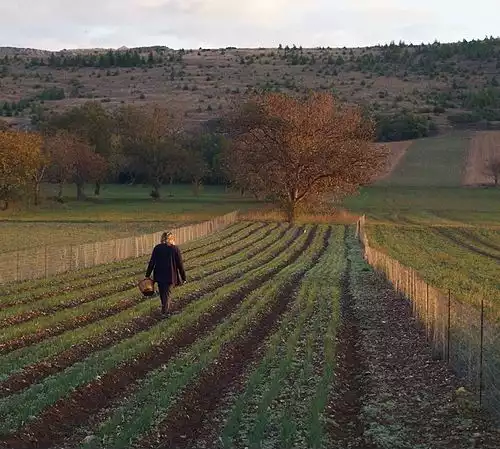 زعفران