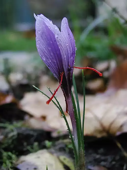 زعفران