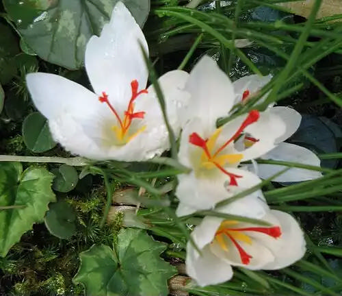 زعفران