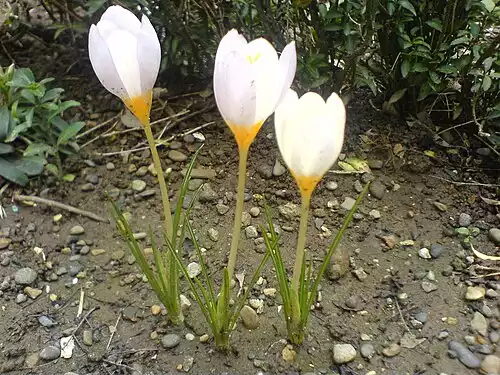 زعفران