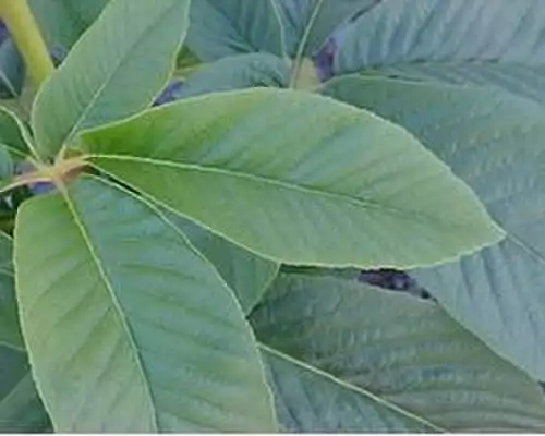 شاه بلوط