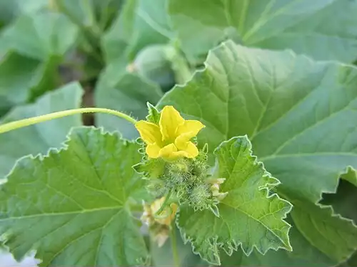طالبی