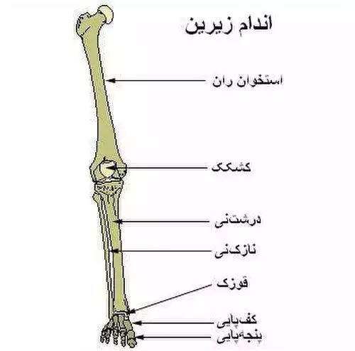 پا
