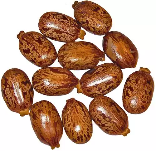 کرچک