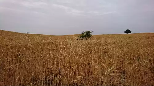 غلات