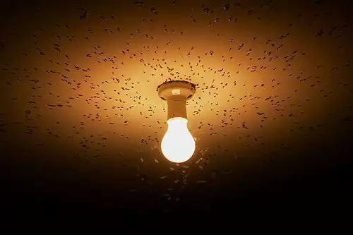 مگس