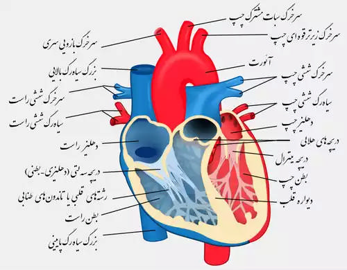 دهلیز