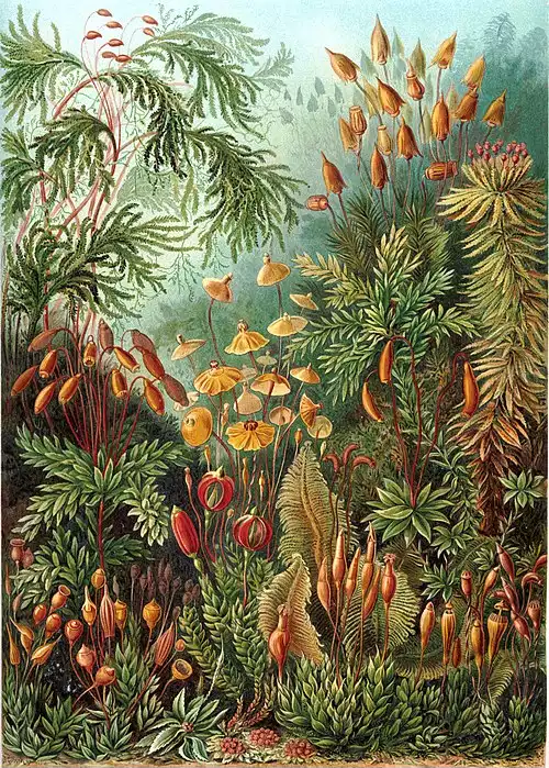 خزه