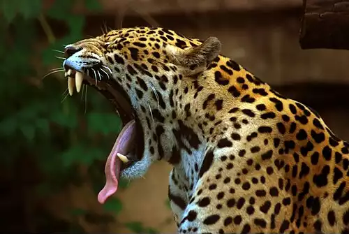 خمیازه