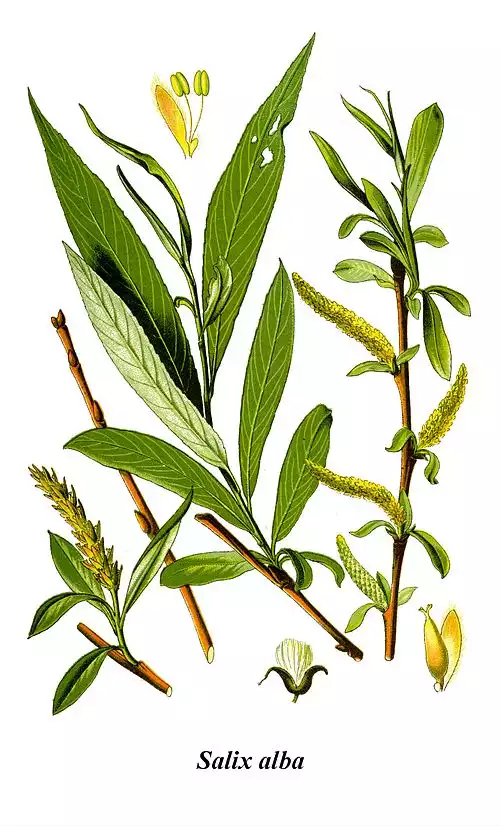 روغن