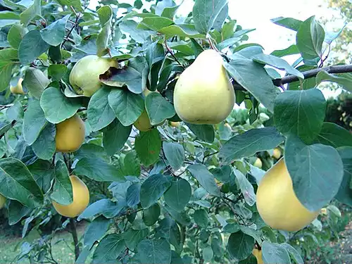 به-