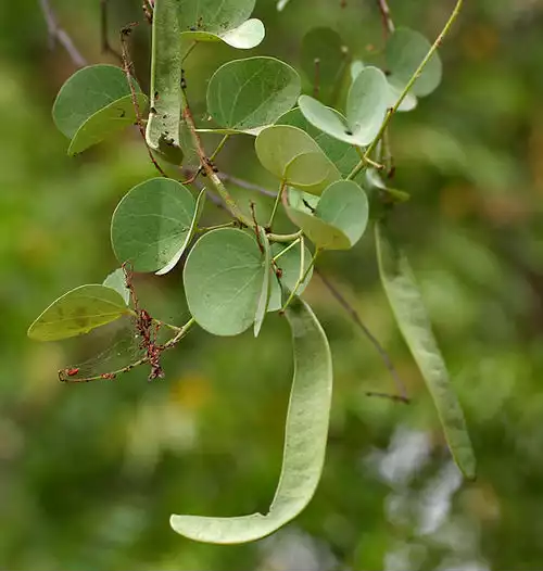 بهیمه