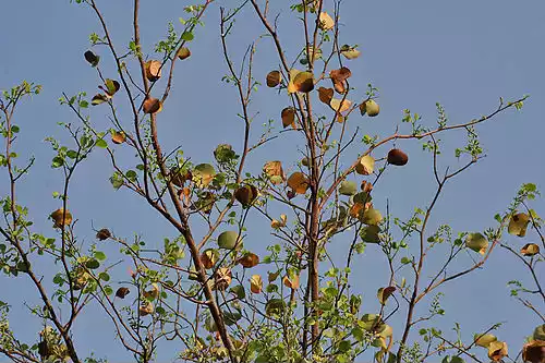 بهیمه