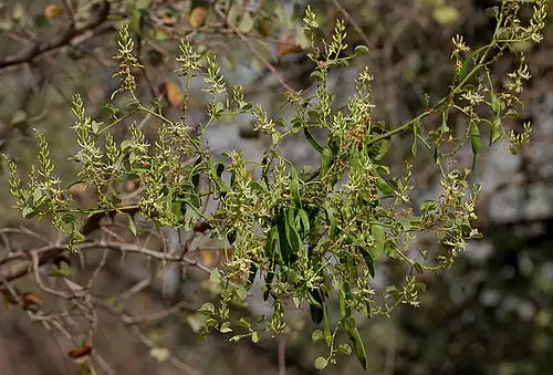 بهیمه